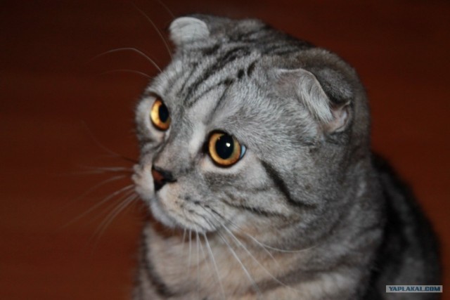 Котовторник (31.01.2012)