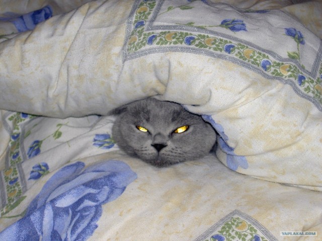 Котовторник (07.02.2012)