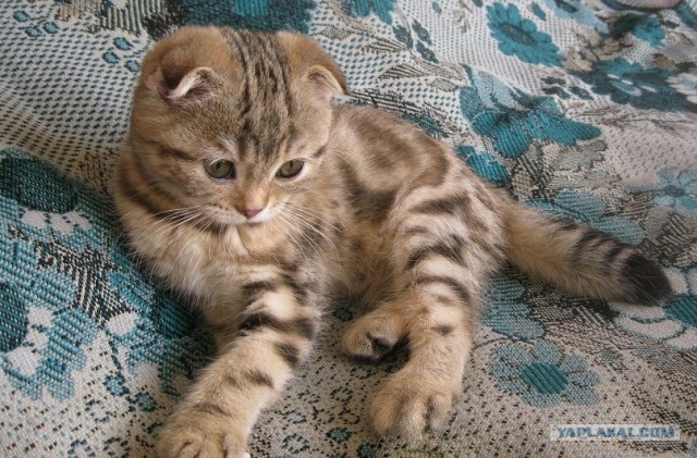 Котовторник (21.02.2012)