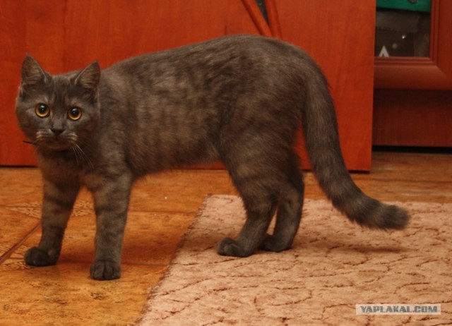 Котовторник 27.03.2012