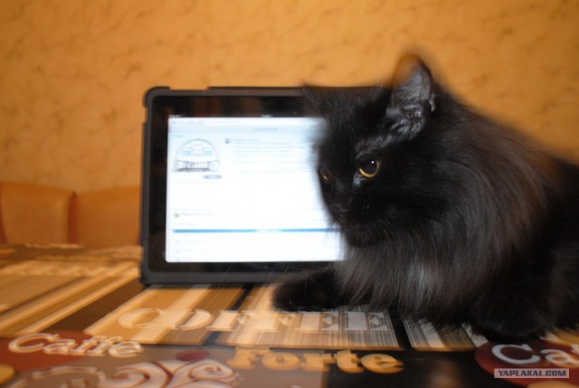 Котовторник  от 3.04.2012