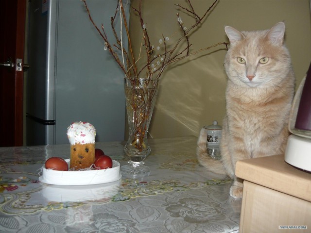 Котовторник 17.04.2012