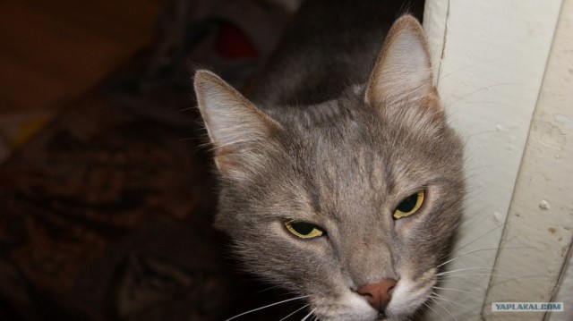 Котовторник  14.08.2012.