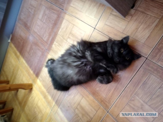Забавные фото котеек