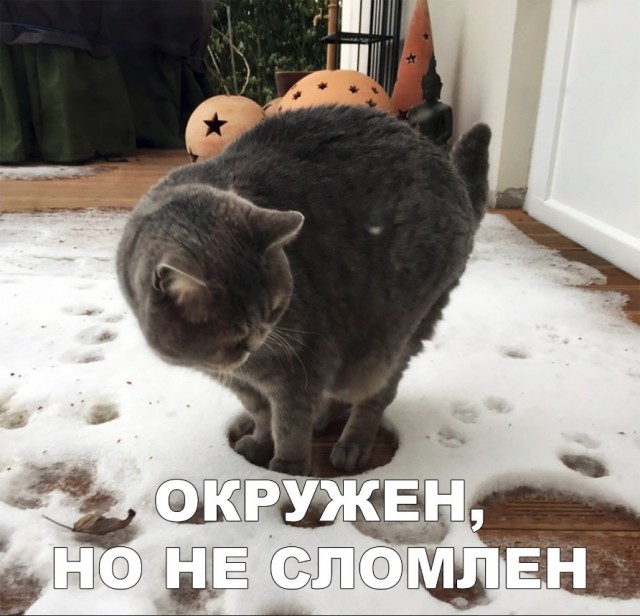 Забавные фото котеек