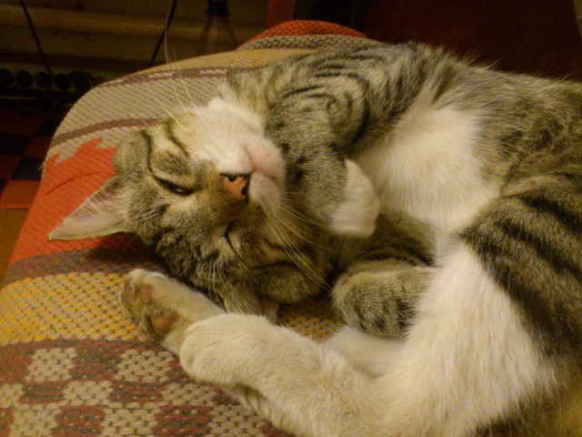 Котовторник 30.10.2012