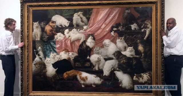 Кот коту рознь