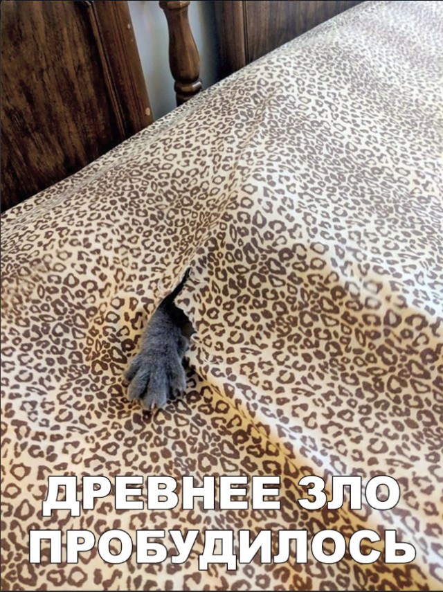 Забавные фото котеек