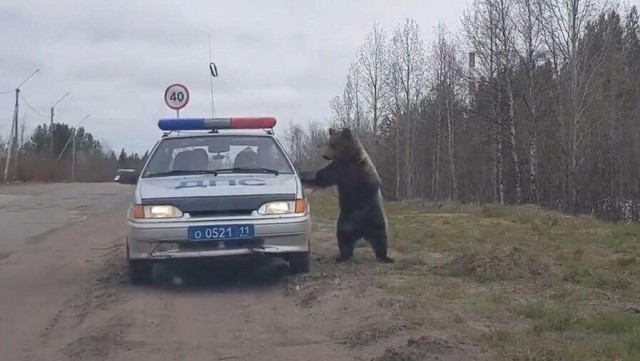 Живность из сети