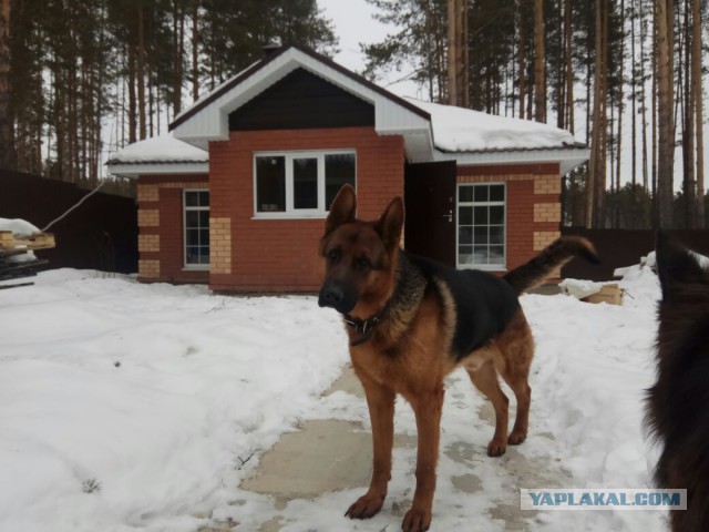 Выпускники приюта для собак