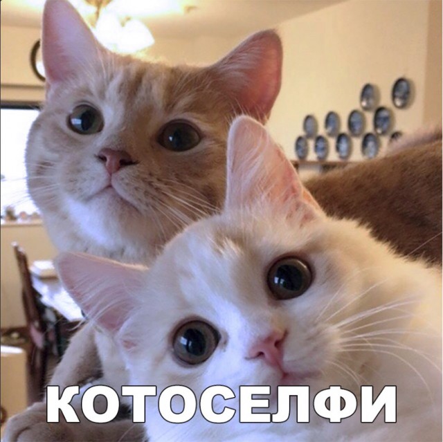Забавные фото котеек