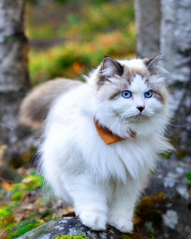 Забавные фото котеек