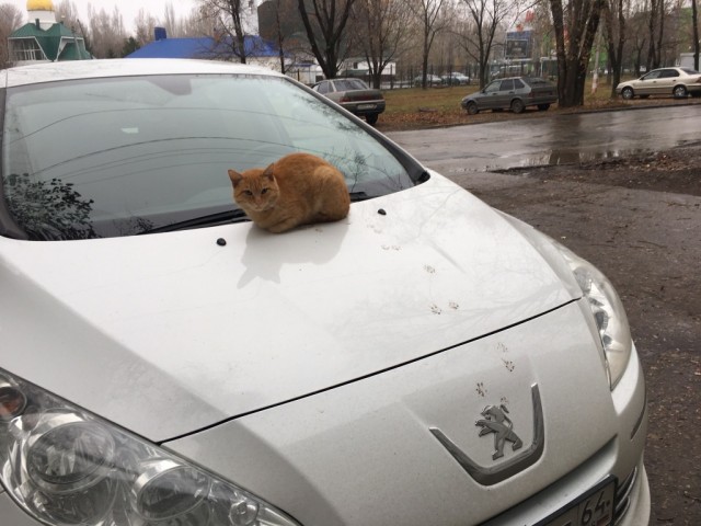Живность из сети