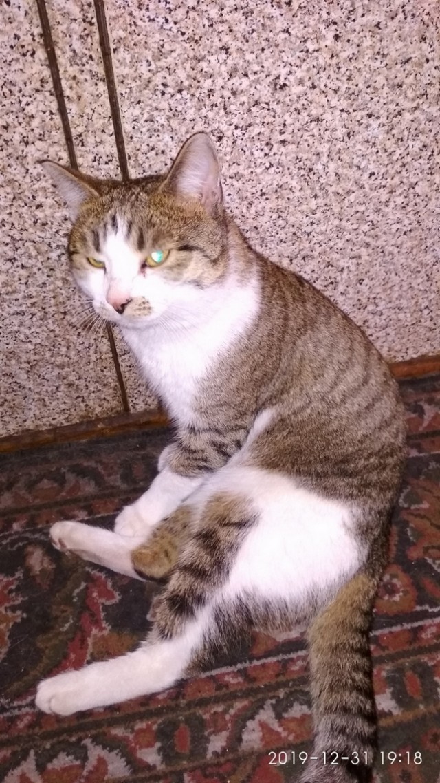 Котовторник 28.01.2020