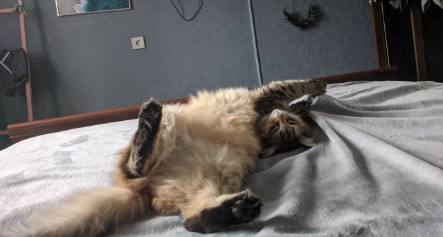 ̶К̶о̶р̶о̶н̶  Котовторник!