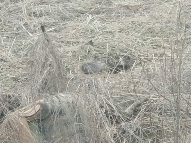 Казнить нельзя помиловать