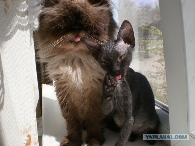 Можно начинать? Котовторник от 05.05.20
