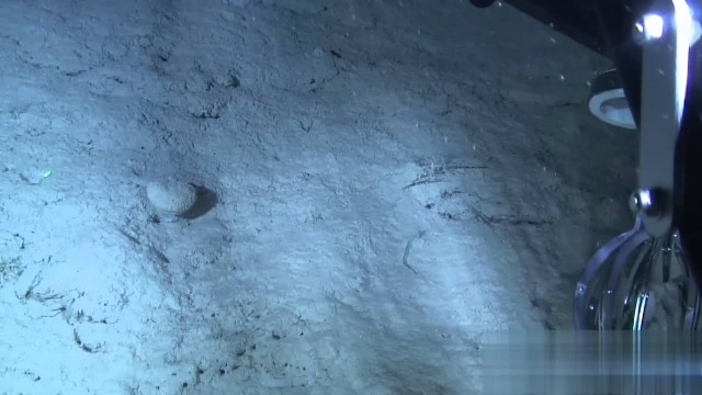 И снова о глубоководной живности