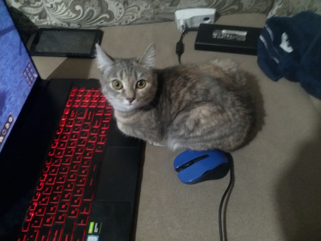 Котовторник 09.02.21. Свежие котики от Нарвского.