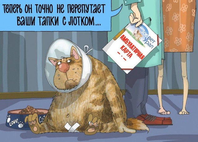 Вчера с женой решили кастрировать кота...