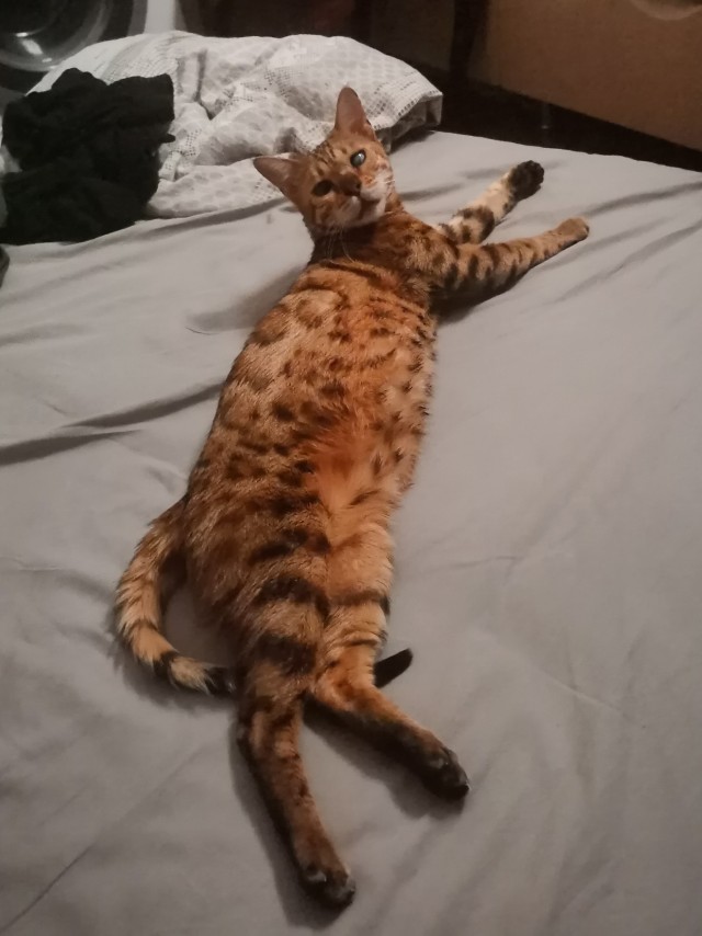 Достать кота