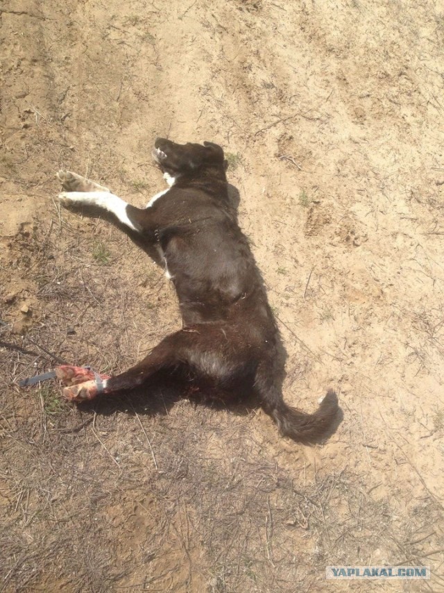 Стая собак заживо загрызла пенсионерку в бурятском селе