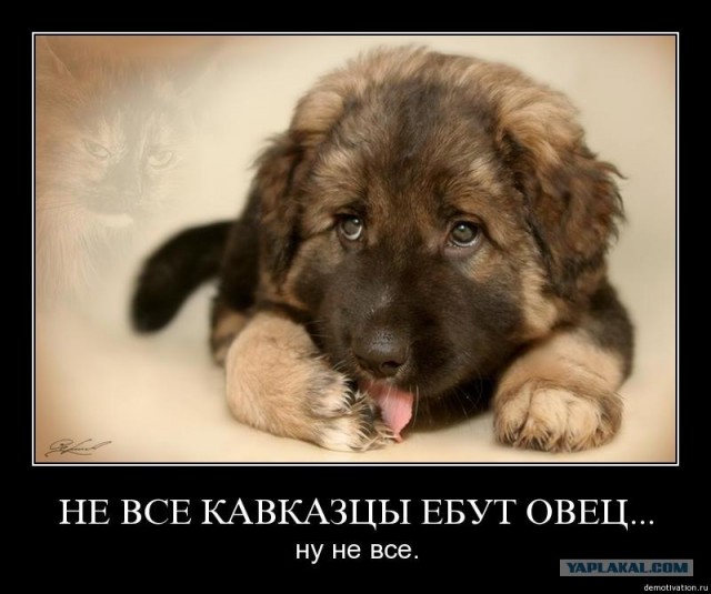 Хамство кавказцев на дороге