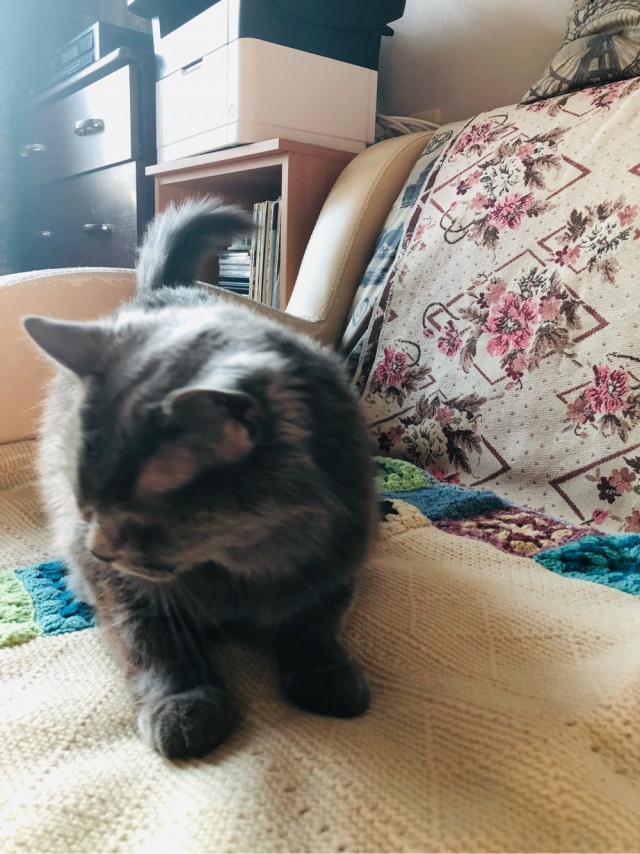 Вторник-кото