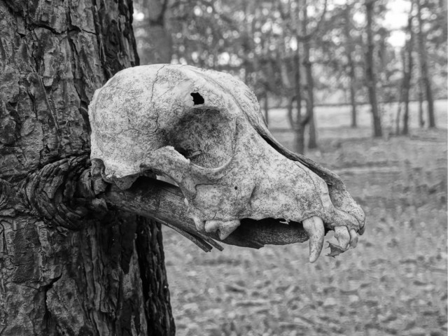 Какие динозавры обитали на территории современной России
