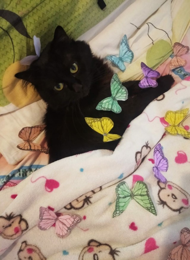 Мой самый первый КОТовторник!