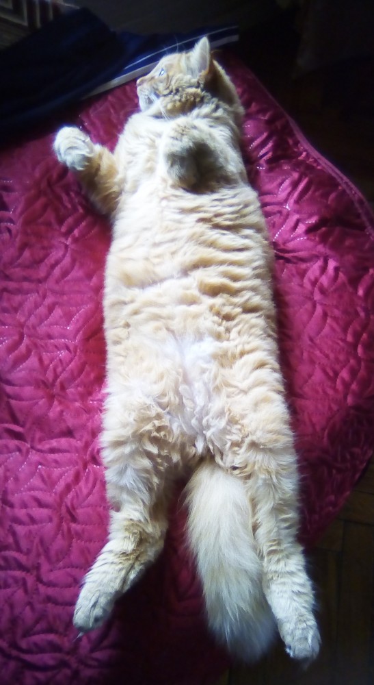 Котовторник