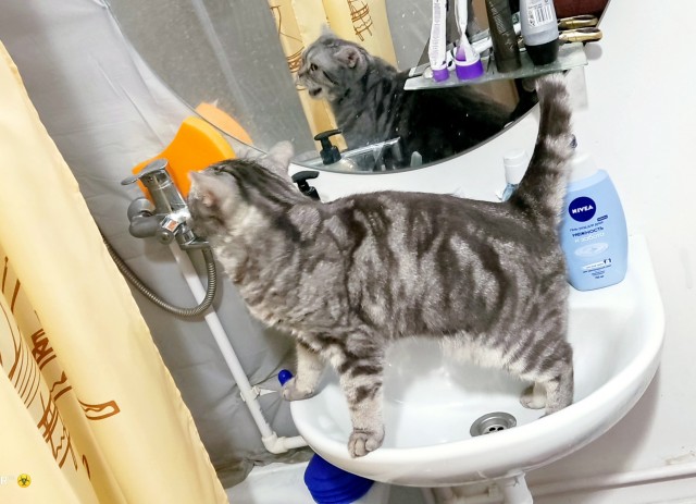 Котовторник так котовторник