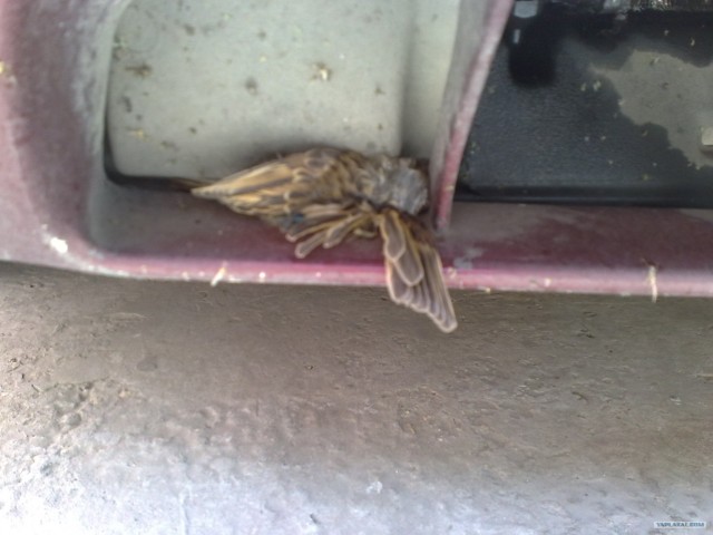 Пенза-Витязево-Пенза