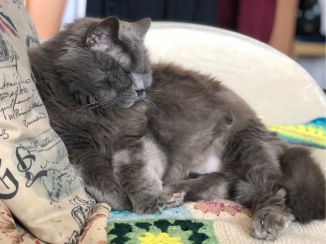 Котовторник