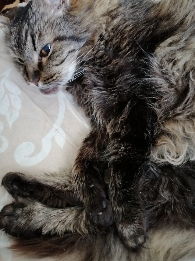 Котовторнику быть