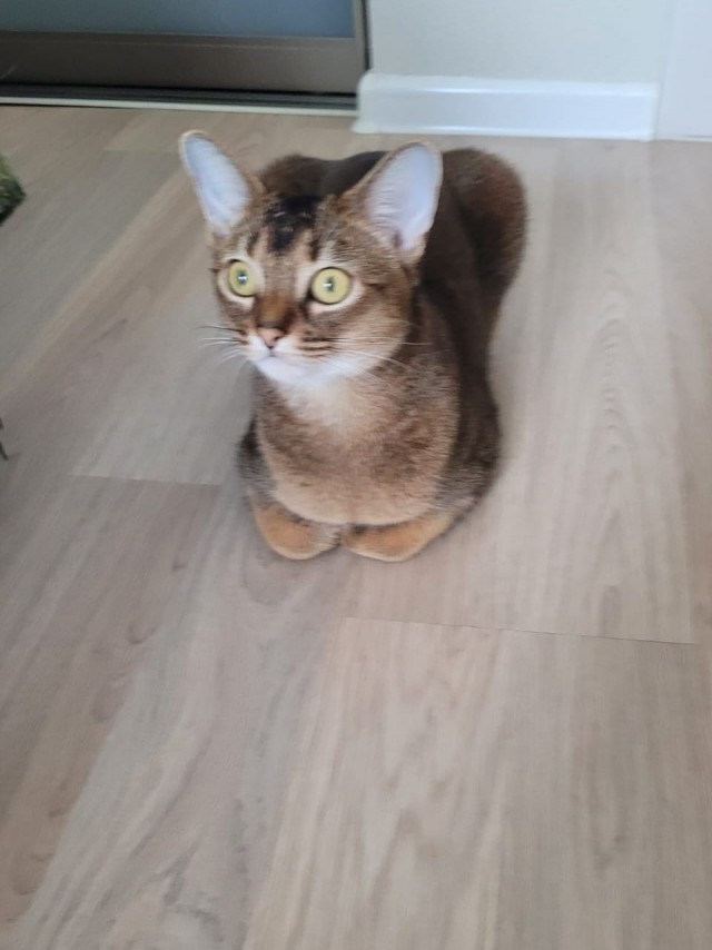 Котовторник 19.07.22