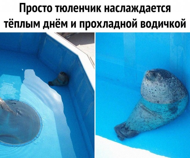 Картинки и мемы из Сети 24.07.22