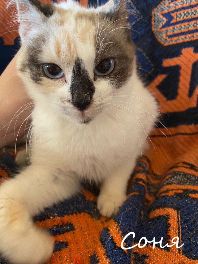 Жизнь домашнего приюта "Котоленд" 364