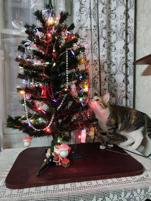 Выкладывайте свои елки!