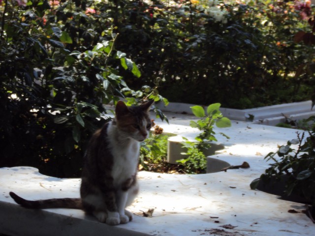 Котики Стамбула