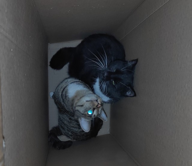 Коты белые, 12 литров