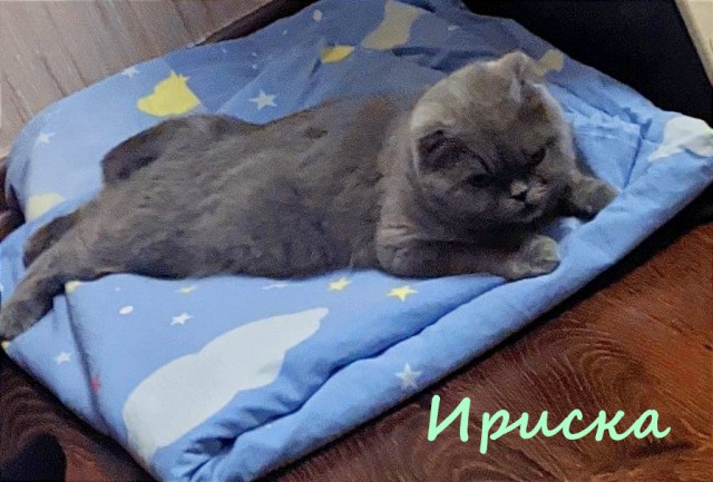 Жизнь домашнего приюта "Котоленд" 382