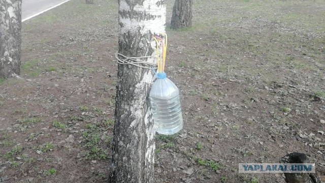 Не калечьте берёзы! Как правильно собирать берёзовый сок