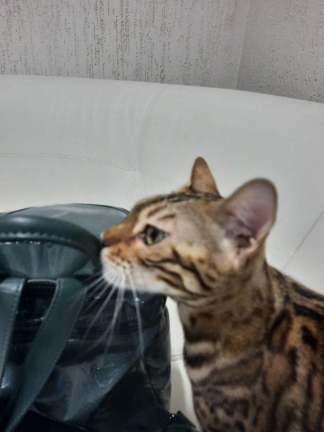 Котовторник