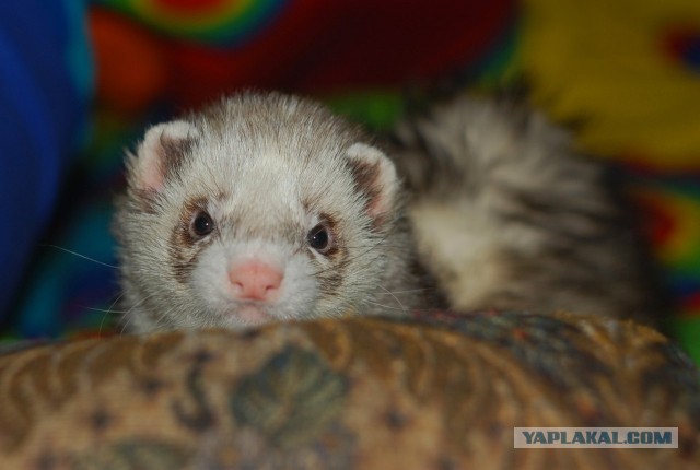 Новорожденные хорята (видео)