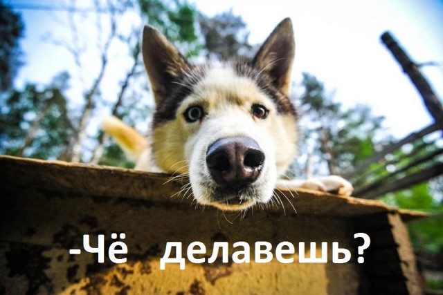 Исче бояны ЯПископаемые