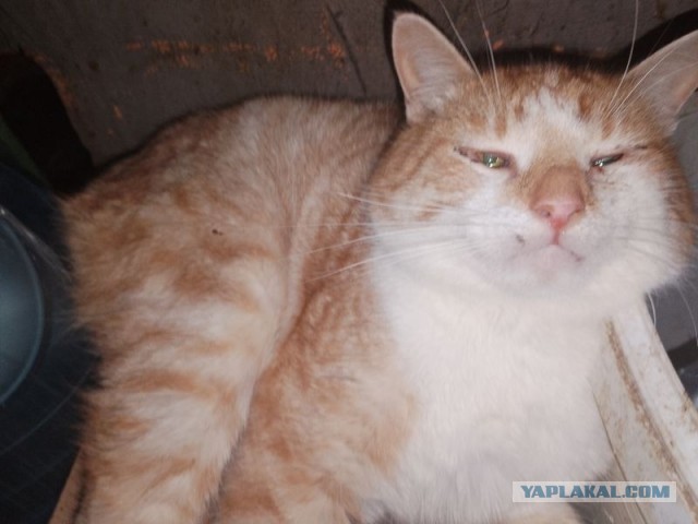 Жизнь домашнего приюта для котеек 481