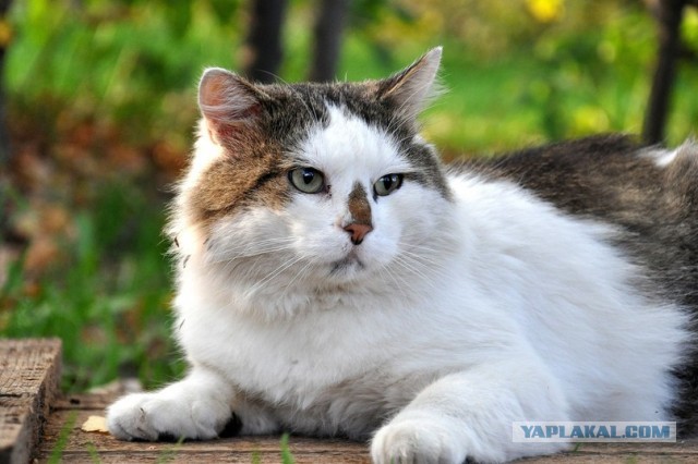 Котовторник  07.05.2013