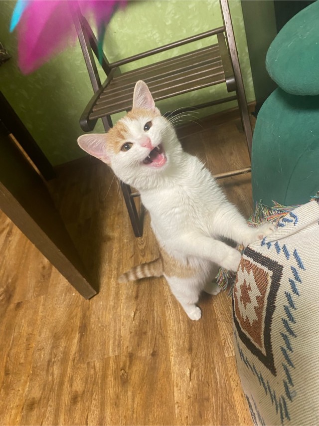 Котенок по имени Кусь)