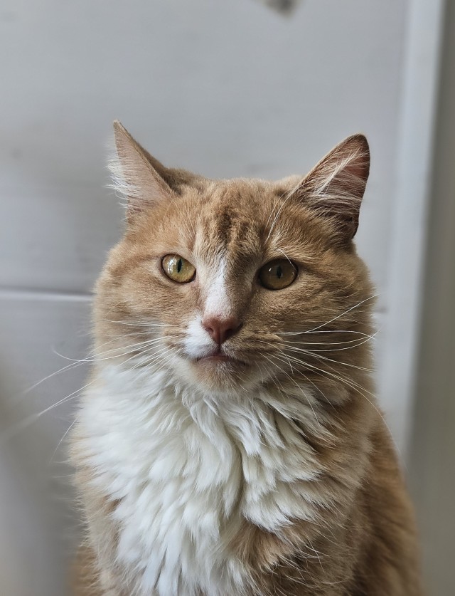 Котовторник
